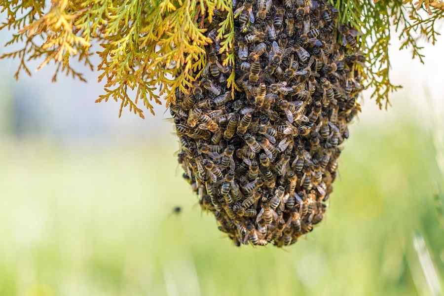 Safe Bee Removal Services in Nairobi Kenya