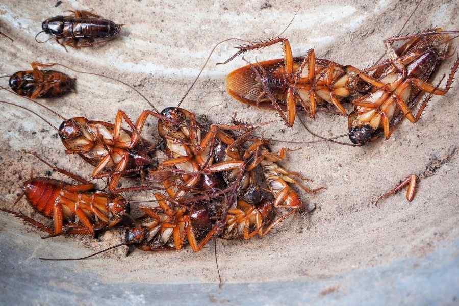 Cockroach Fumigation and Control Services in Nairobi