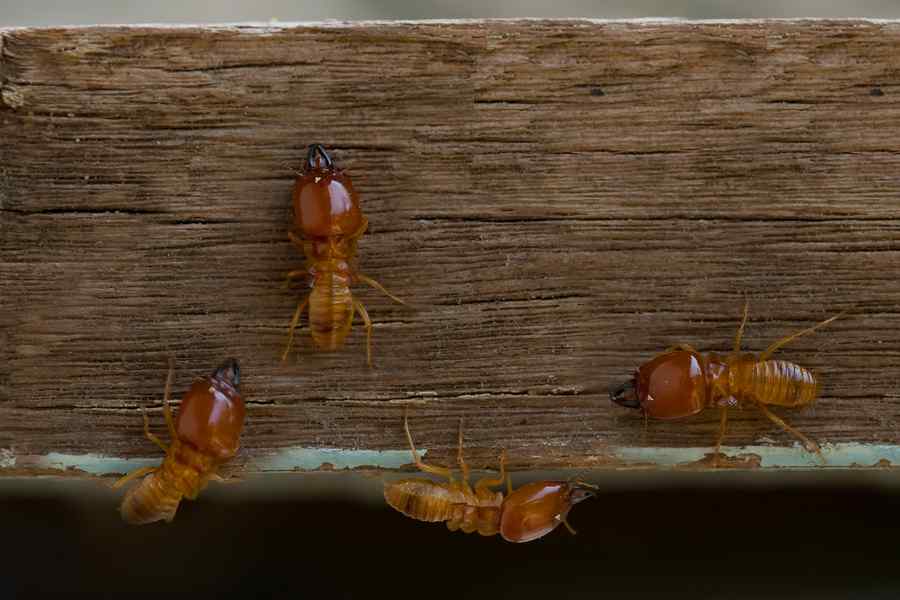 Termite Control Services in Nairobi
